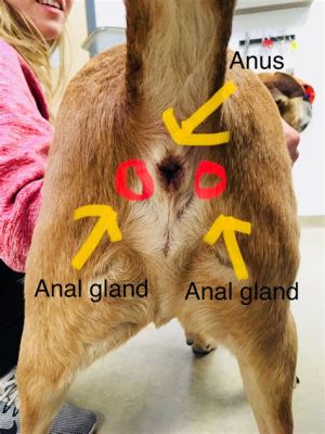 고양이 항문낭: 고양이의 신비로운 해부학적 구조에 대한 탐구